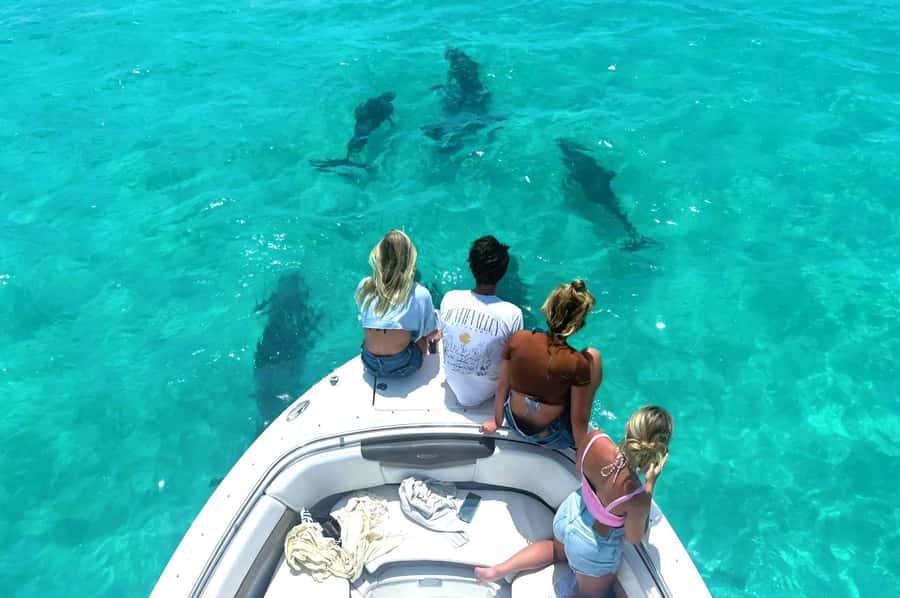 Dolphin & Snorkeling Key West - Snorkeling with equipment already on board