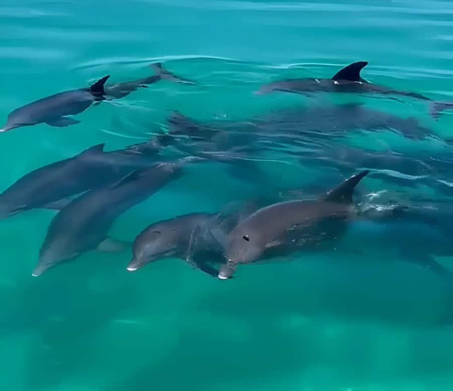 Dolphin & Snorkeling Key West - What $128 buys you