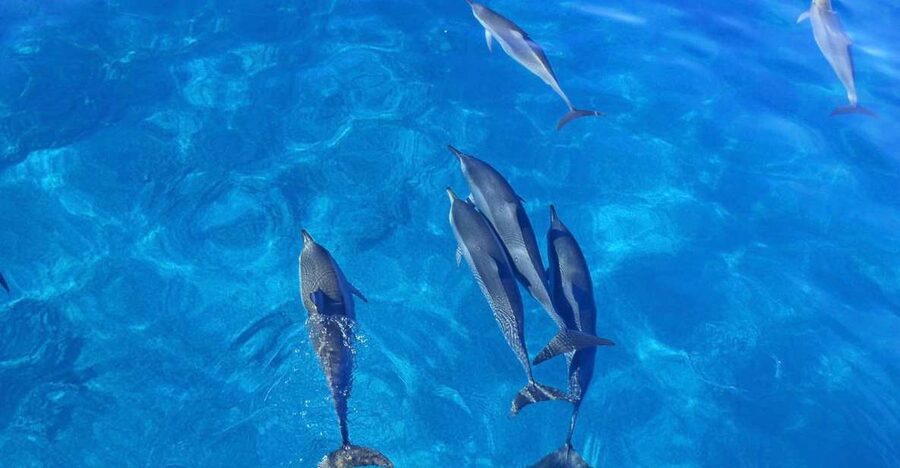 Dolphin Watch Snorkel and BBQ in Kona, Big Island - Who should book this Kona boat trip?