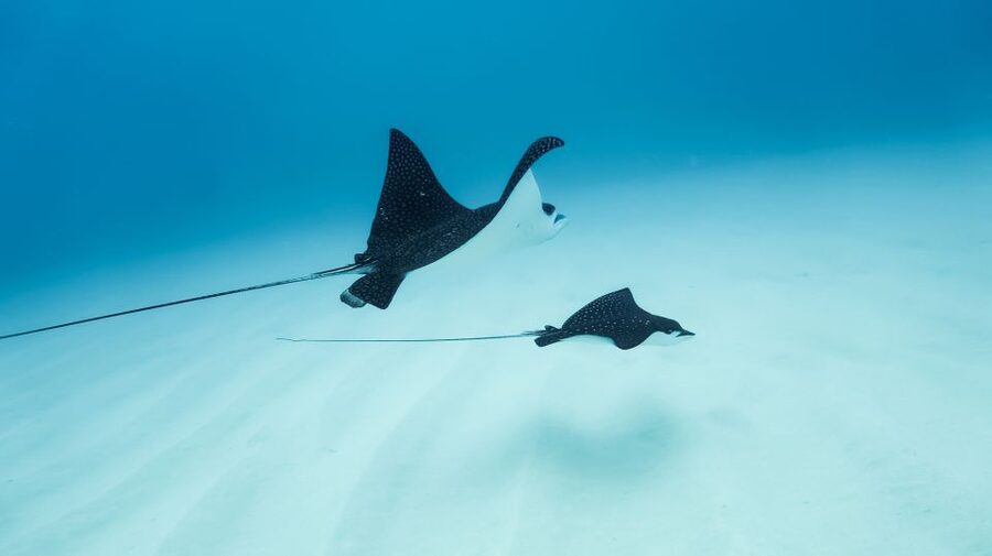 Dolphin Watch Snorkel and BBQ in Kona, Big Island - Reaching two secluded snorkeling sites
