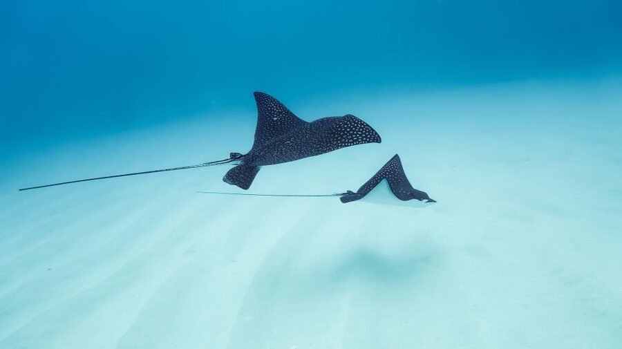 Dolphin Watch Snorkel and BBQ in Kona, Big Island - The BBQ lunch is simple, not a feast