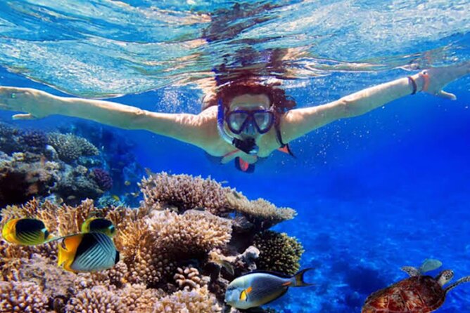 Dolphin Watching Tour, Swimming with Dolphins and Snorkeling - Searching for dolphins at sunrise