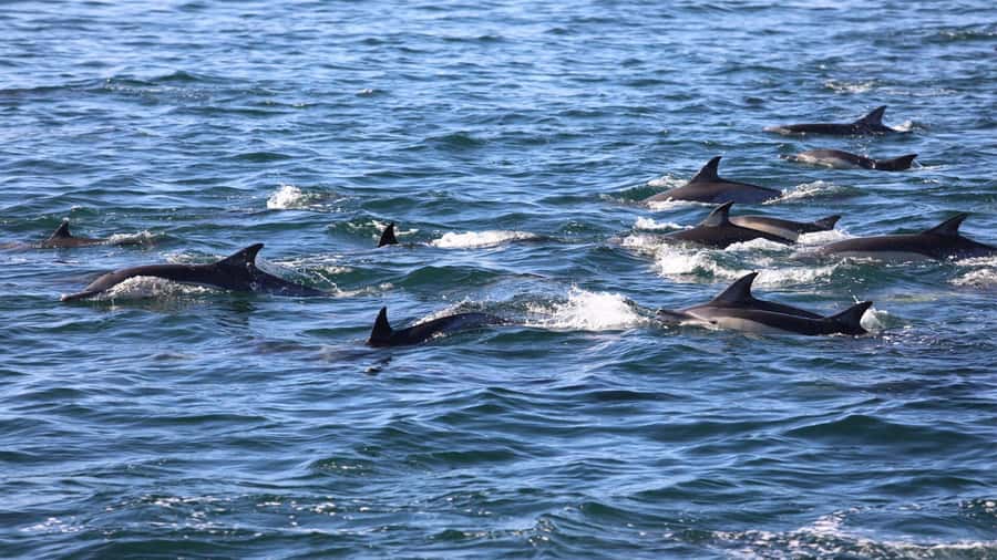 Dolphins: Private, Snorkel, CrystalRock, ileoBenitiers,lunch - Snorkeling in the natural aquarium