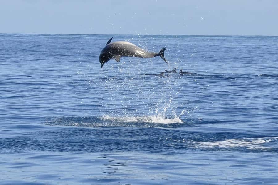 Dolphins: Private, Snorkel, CrystalRock, ileoBenitiers,lunch - Crystal Rock from the open sea