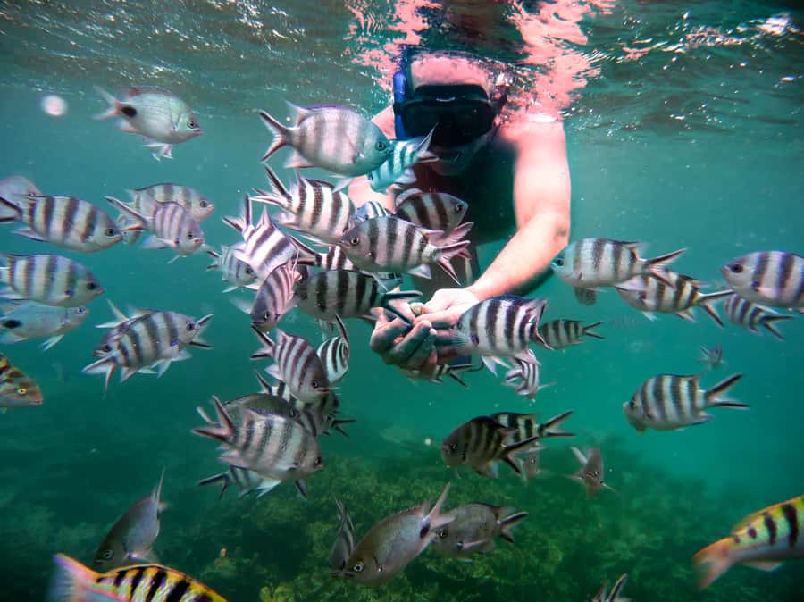 Dolphins: Private, Snorkel, CrystalRock, ileoBenitiers,lunch - BBQ lunch on Ile aux Bénitiers