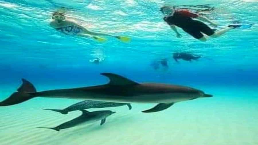 Dolphins & Snorkeling Zanzibar: Mnemba Island Tour - Key points to know before you book