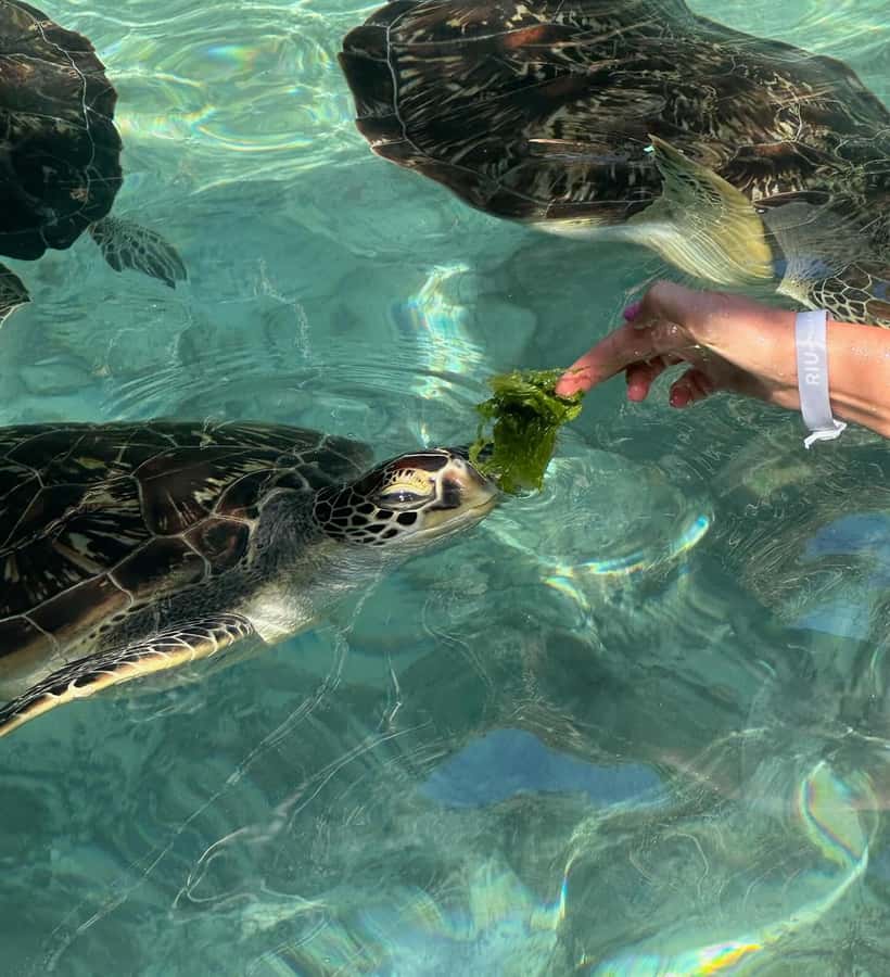 Dolphins tour + mnemba island snorkeling + salaam turles - One hour of swimming, photos, and free time