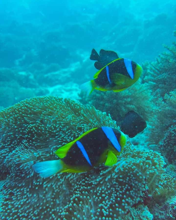 Dolphins tour + mnemba island snorkeling + salaam turles - Service from the driver and boat crew