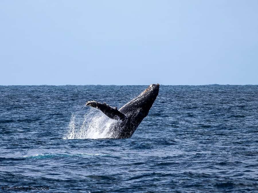 Dolphins & Whales, Private Tour Snorkeling - Key Points Before You Book
