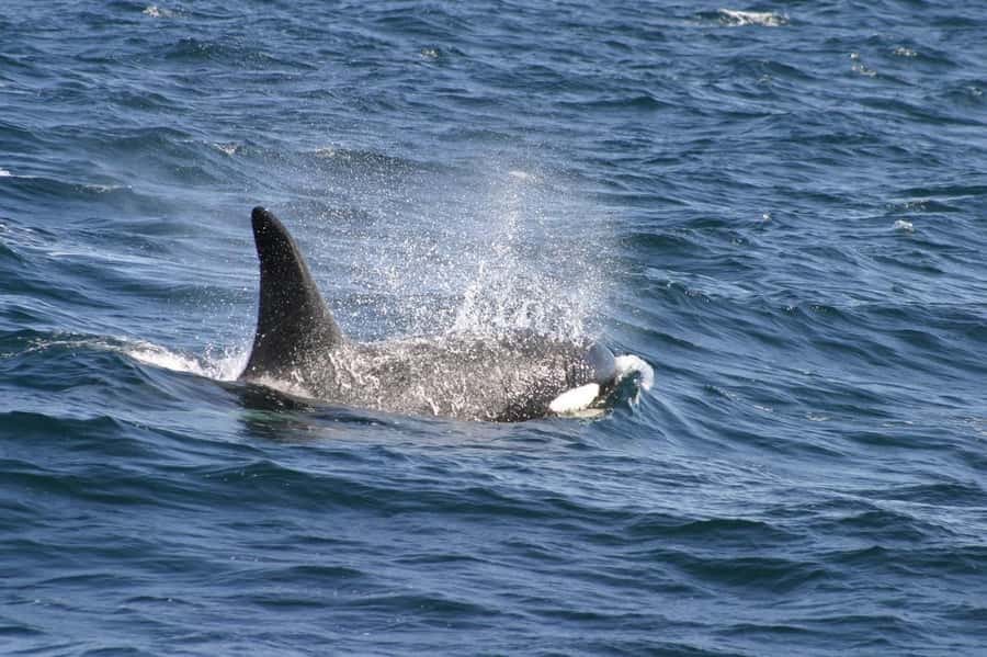 Dolphins & Whales, Private Tour Snorkeling - What the Four-Hour Trip Promises