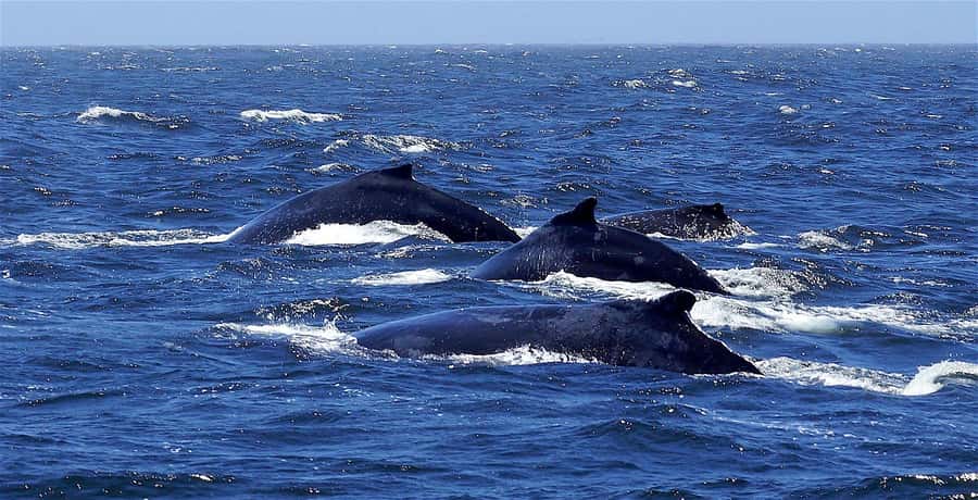 Dolphins & Whales, Private Tour Snorkeling - Whale Watching With Real Limits