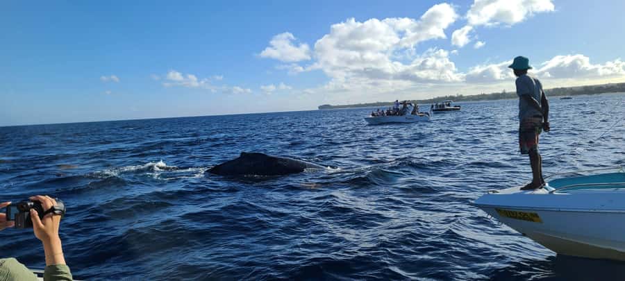 Dolphins & Whales, Private Tour Snorkeling - Mountain Views From the Water