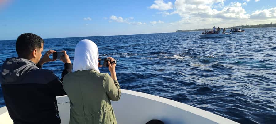Dolphins & Whales, Private Tour Snorkeling - Drinks, Equipment, and What to Pack