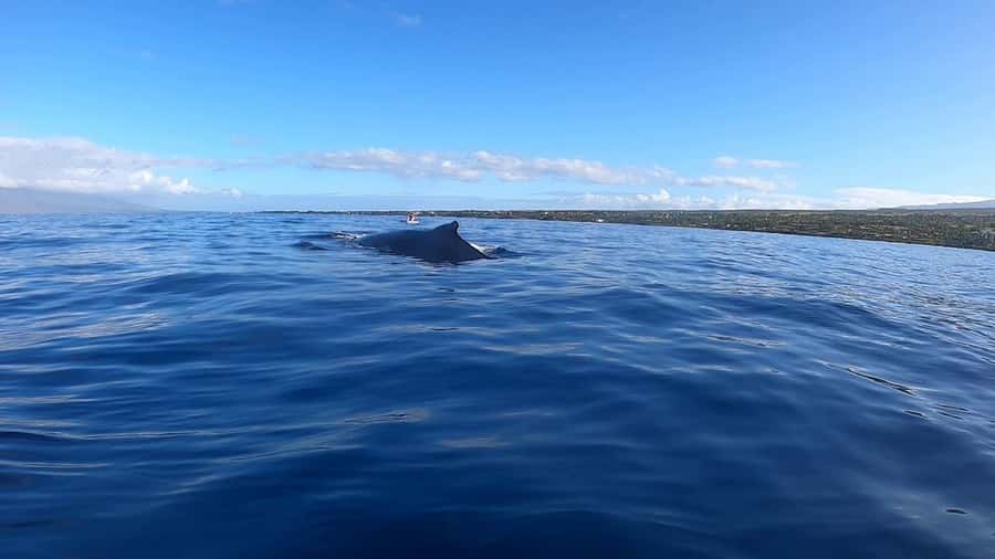 Dolphins & Whales, Private Tour Snorkeling - Looking for Dolphins in Their Natural Habitat