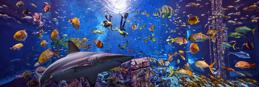 Dubai: The Lost Chambers Aquarium Snorkeling Experience - What makes this aquarium snorkeling experience different