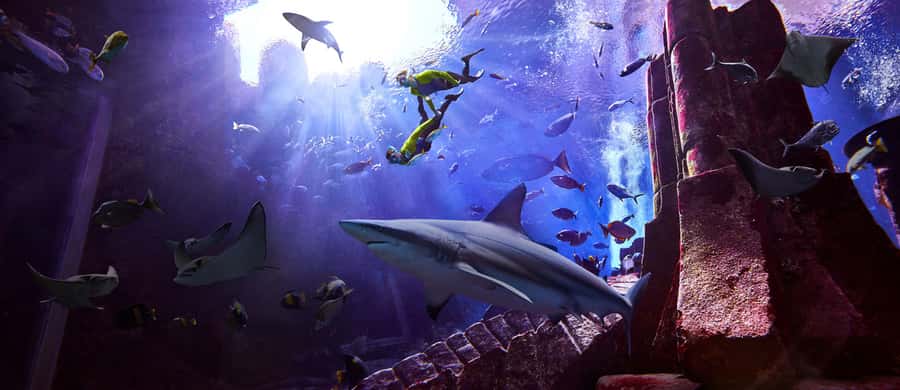 Dubai: The Lost Chambers Aquarium Snorkeling Experience - The safety briefing sets the tone