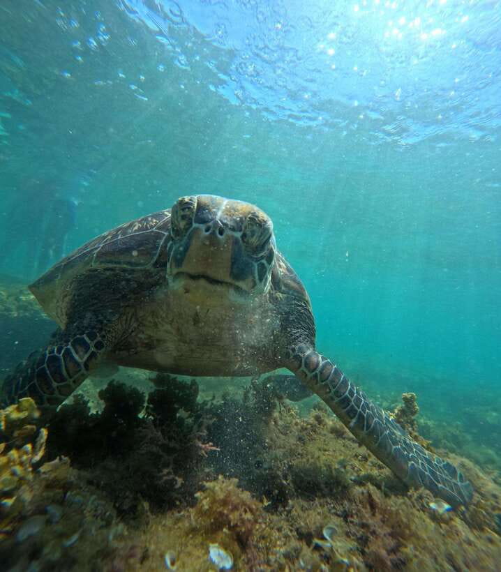 Dumaguete Apo Island Snorkel with turtle Tour - The outrigger crossing to Apo Island