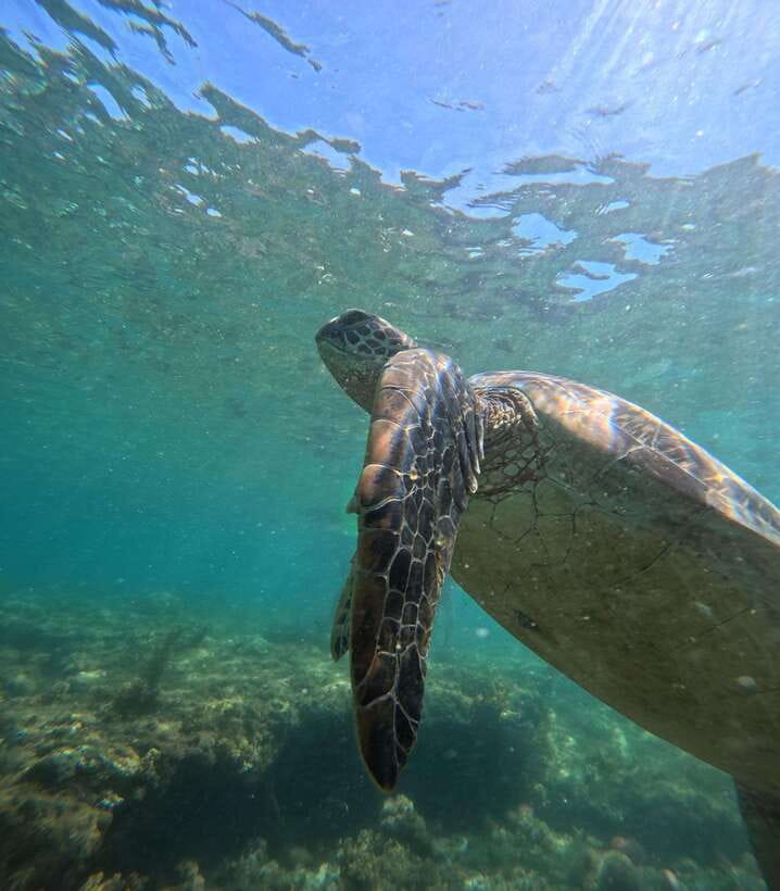 Dumaguete Apo Island Snorkel with turtle Tour - The return trip and the real length of the day