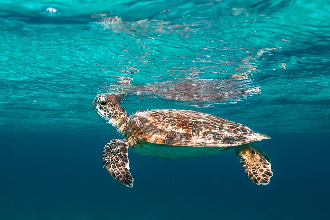 E-Snorkeling tour in Bonaire with easy Sea Scooters - Key Details Before You Book