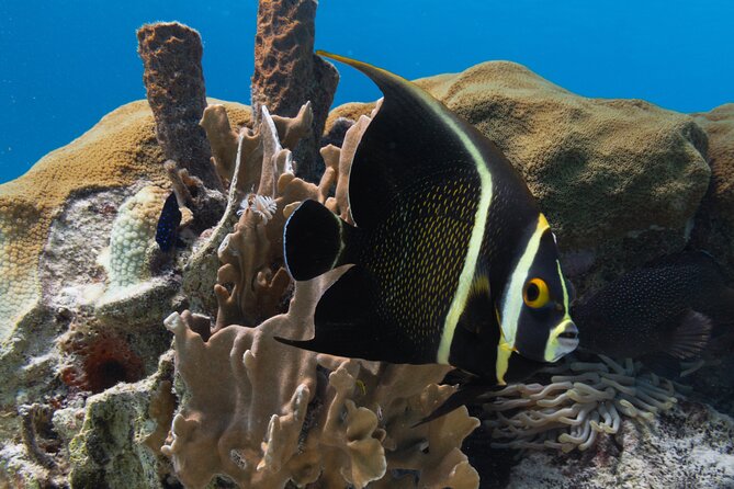 E-Snorkeling tour in Bonaire with easy Sea Scooters - Gear, Comfort, and Useful Packing Tips