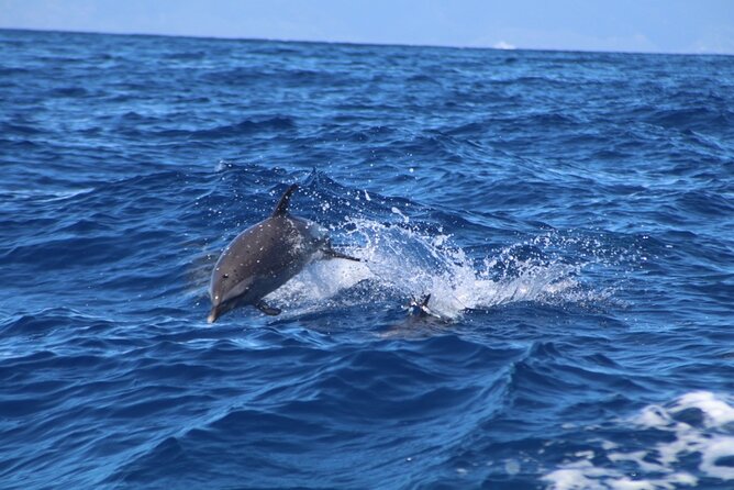 Eco-Raft Tour: Maui-Lanai Snorkel / Dolphin Watch (Semi-Private) - Food, drinks, and the practical comforts