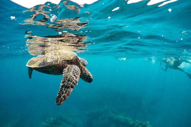 Eco-Raft Tour: Maui-Lanai Snorkel / Dolphin Watch (Semi-Private) - What the $96.52 price really buys
