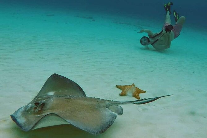 El Cielo Cozumel Snorkel tour by Catamaran - Palancar Reef: your first look below the surface