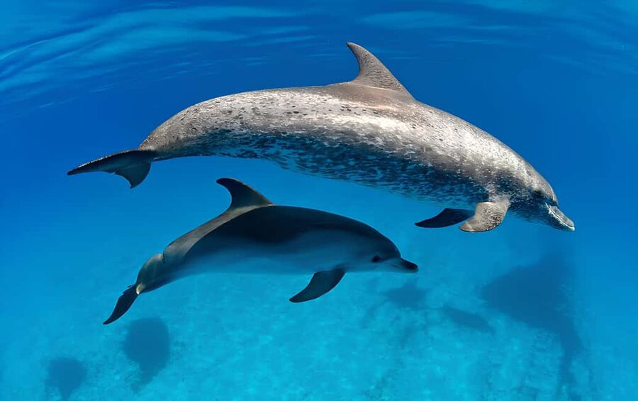 El Gouna Lagoon, Diving with Dolphin, Snorkeling & Lunch - The optional scuba session with a PADI instructor