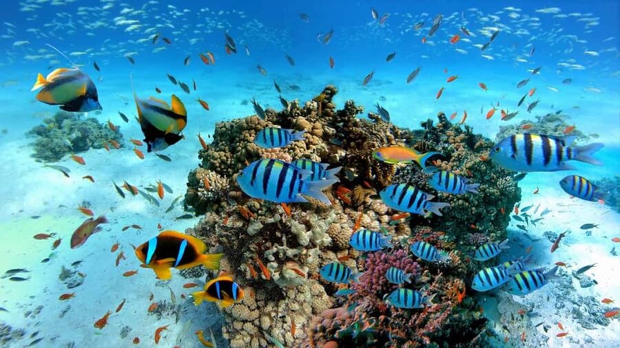 El Gouna Lagoon, Diving with Dolphin, Snorkeling & Lunch - Who will enjoy this day most?