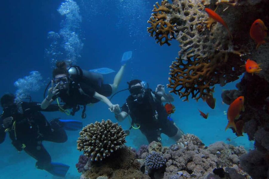 El Gouna Lagoon, Diving with Dolphin, Snorkeling & Lunch - Practical tips for a smoother day