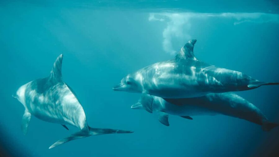 El Gouna Lagoon, Diving with Dolphin, Snorkeling & Lunch - Snorkeling over Red Sea reefs