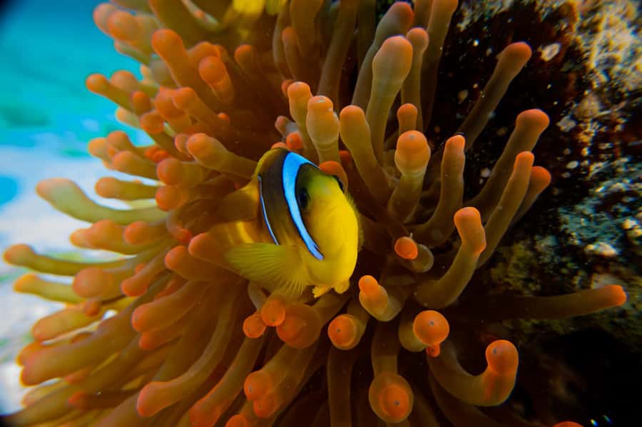 El Gouna: Red Sea Snorkeling Adventure with Transfers - Who should book, and who should choose another activity