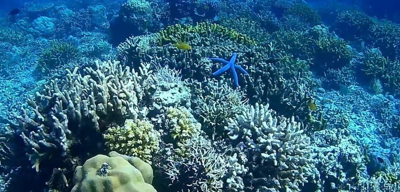 El Nido, Sibaltan: Private Snorkeling & Secret Islands Tour - The Coral Garden and Binulbulan Island