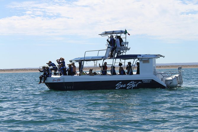Espiritu Santo Island Snorkel & Sea Lion Adventure - Snorkeling beside hundreds of sea lions