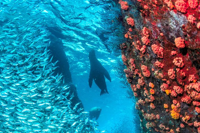 Espiritu Santo Island Snorkel & Sea Lion Adventure - Fish, rays, turtles, and the wider marine life