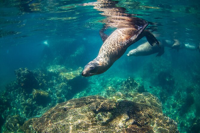 Espiritu Santo Island Snorkel & Sea Lion Adventure - The cruise to Isla los Islotes