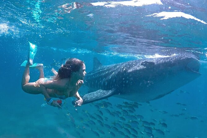 Espíritu Santo Island: snorkel SEA LIONS and Balandra Small Group - What you are really booking