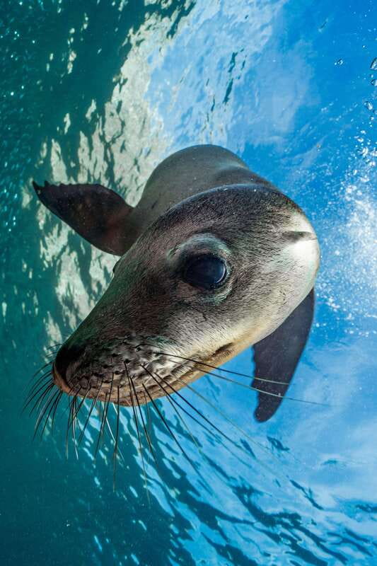 Espiritu Santo Island: Snorkeling Sea Lion Adventure - Should you book the Espiritu Santo sea lion tour?