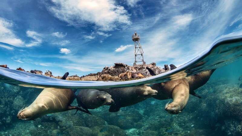 Espiritu Santo Island: Snorkeling Sea Lion Adventure - Los Islotes and the sea lion swim