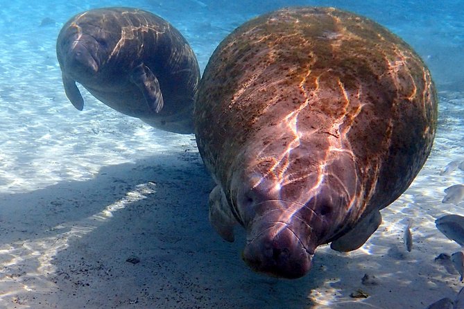 Exclusive Small Group VIP Heated Manatee Snorkel Tour - Why Crystal River is the right place for manatees