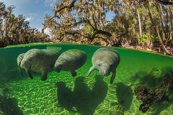 Exclusive Small Group VIP Heated Manatee Snorkel Tour - The covered pontoon ride into the refuge