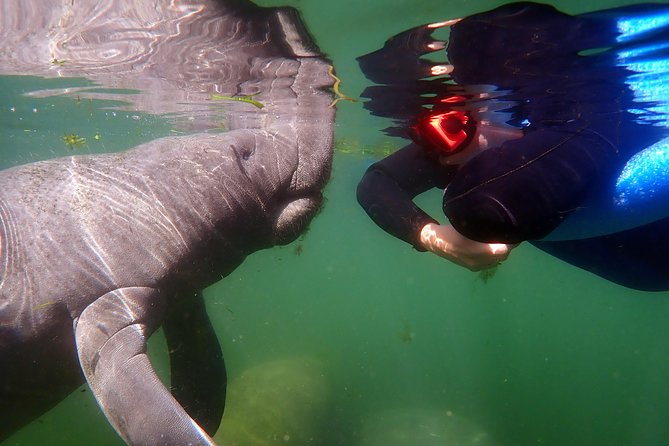 Exclusive Small Group VIP Heated Manatee Snorkel Tour - Finding the manatees in Kings Bay