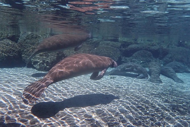 Exclusive Small Group VIP Heated Manatee Snorkel Tour - Timing, weather, and booking value