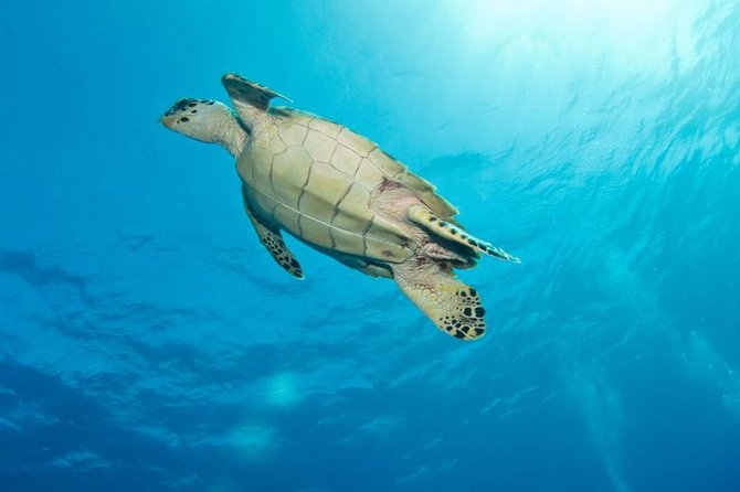 Exclusive Supreme Snorkeling Tour - Key points at a glance