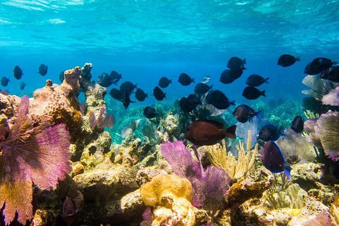 Exclusive Supreme Snorkeling Tour - The Amazing Wall and Grand Turk’s sudden drop