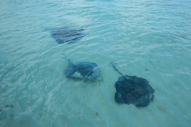 Exclusive Supreme Snorkeling Tour - Who should book this Grand Turk outing?