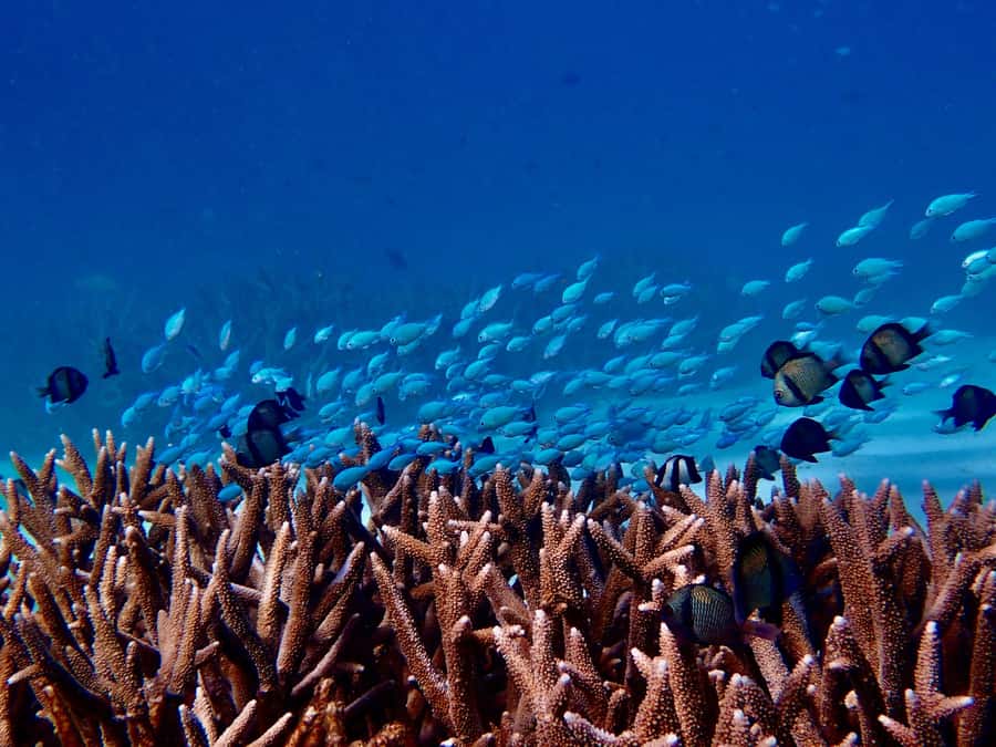 Exmouth: Guided Ningaloo Reef Snorkel Adventure - Key points to know before booking