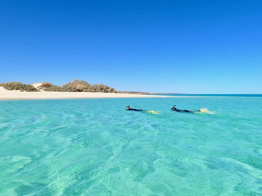 Exmouth: Guided Ningaloo Reef Snorkel Adventure - What the guides add to the experience