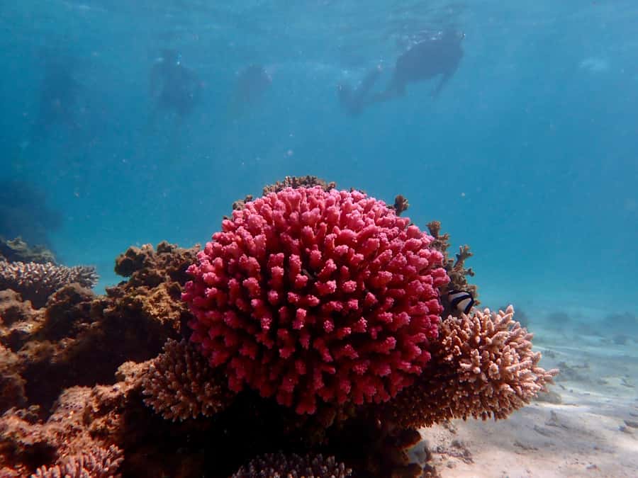 Exmouth: Guided Ningaloo Reef Snorkel Adventure - Who should book this snorkel adventure