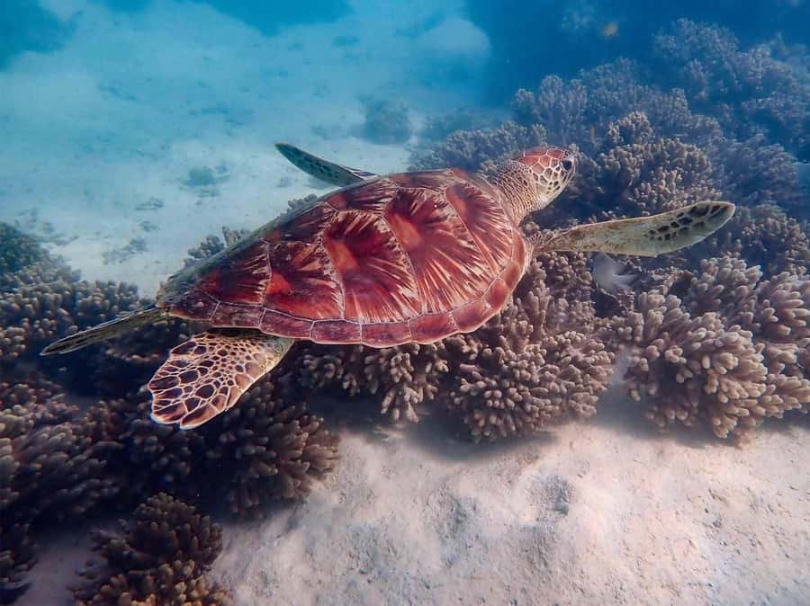 Exmouth: Guided Ningaloo Reef Snorkel Adventure - The early pickup from Exmouth